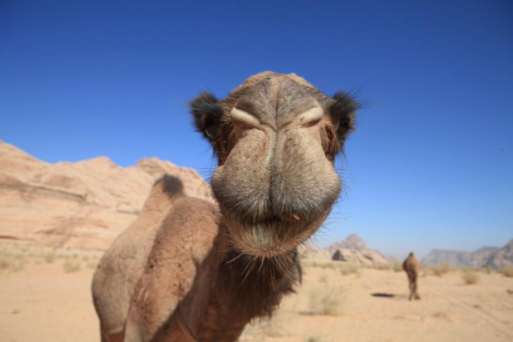 וואדי רם Bedouin Expedition מראה חיצוני תמונה