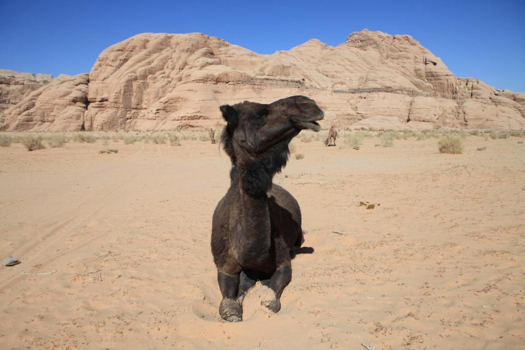 וואדי רם Bedouin Expedition מראה חיצוני תמונה