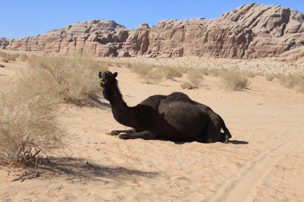 וואדי רם Bedouin Expedition מראה חיצוני תמונה